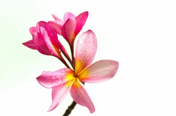 Close up photo of Pink Semboja on a white background. Semboja is a group of plants in the genus Plumeria. Frangipani, Frangipani,