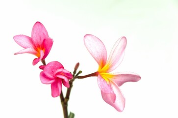 Close up photo of Pink Semboja on a white background. Semboja is a group of plants in the genus Plumeria. Frangipani, Frangipani,