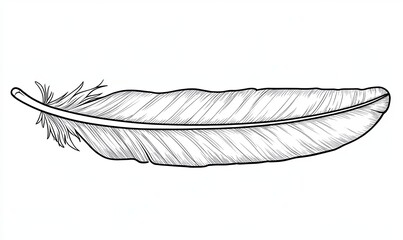A black and white line drawing of a single bird feather.