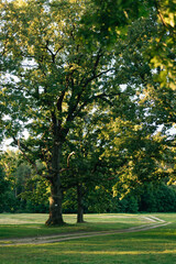 Beautiful Sunset Sunrise Sun Shining Through Oak Tree Branches
