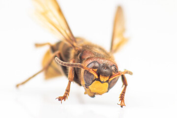 hornet close-up on a white background. insects and zoology. fauna