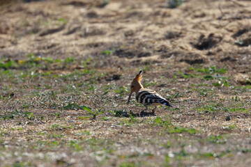 hoopoe