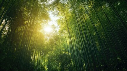 Southeast Asian bamboo forest with tall, slender trees creating a natural canopy, serene atmosphere
