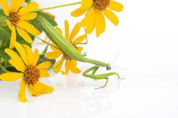 green praying mantis sits on a yellow flower on a white background. insect predator. nature and...