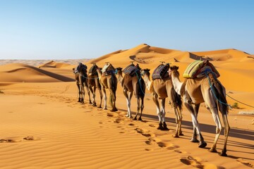 Camel Caravan in the Sahara Desert
