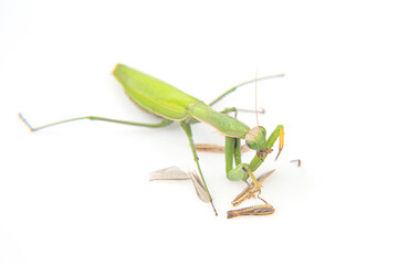 praying mantis eats a grasshopper close-up on a white background. Hunting in the world of insects. Prey for eating insects