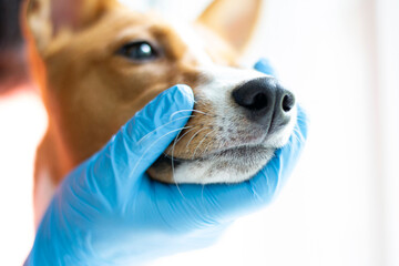 Doctor in blue gloves is holding dog's head, doing check up, looking at the teeth. Close up profile...
