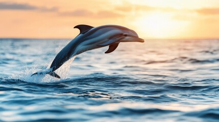 Fototapeta premium A dolphin joyfully jumps from the shimmering water, sending splashes in all directions while illuminated by warm sunlight against a backdrop of an expansive ocean