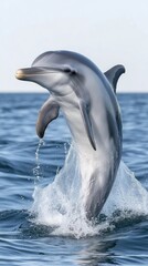 Obraz premium A dolphin joyfully jumps from the shimmering water, sending splashes in all directions while illuminated by warm sunlight against a backdrop of an expansive ocean
