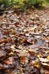 autumn leaves in the forest on the ground