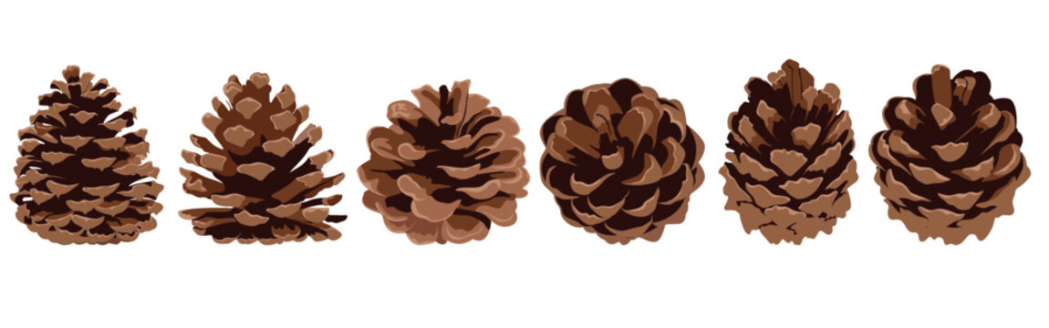 Set of pine cones of various shapes isolated on white background. Hand drawn Christmas decor.