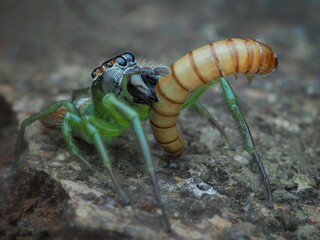 close up jumping spider (Artabrus erythrocephalus) with prey, 29 August 2024 Indonesia