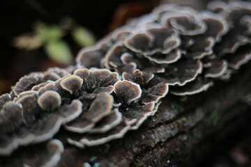 wild mushroom growth on trees