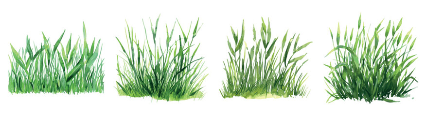 Watercolor green grass png. Vector green watercolor natural, organic, bio, eco labels and shapes, grass on transparent background. Hand drawn illustration of grass.