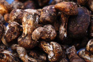 Tricholoma matsutake mushroom in China