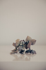 Hortensienbl&uuml;te im Sp&auml;tsommer