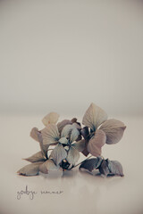 Hortensienbl&uuml;te im Sp&auml;tsommer