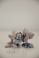 Hortensienbl&uuml;te im Sp&auml;tsommer