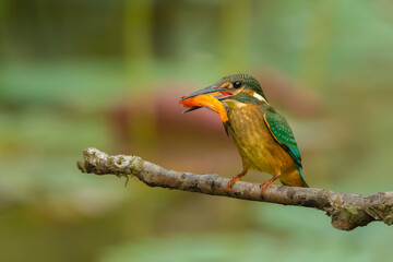 Kingfisher on a branch with a fish in the beak