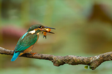 Kingfisher on a branch with a fish in the beak