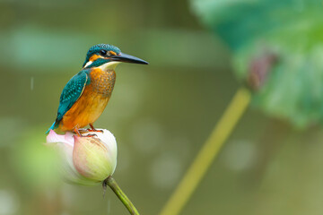 Kingfisher sitting on a lotus flower