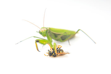 praying mantis caught a wasp for food close-up on a white background. Hunting in the world of insects. Prey for eating insects