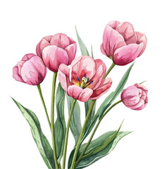 Watercolor pink tulips png. A bouquet of watercolor tulips. Element for the design of postcards, banners, invitations, etc. Vector illustration.