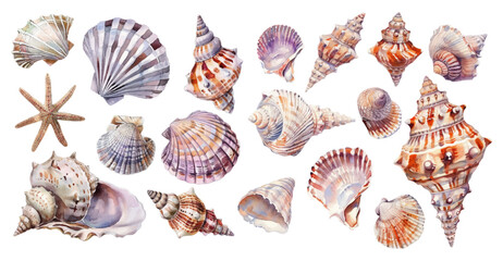 Watercolor set of realistic sea shells png. Marine and oceanic concept. A set of various sea shells. Vector illustration.