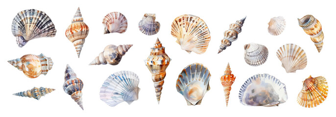 Watercolor set of sea shells png. Sea shells and mollusks on an isolated background. Marine elements. Vector illustration. © Narin