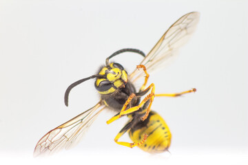 wasp close-up on a white background. insects and zoology. fauna