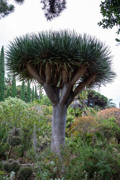 Jardin botanique de Blanes sur la Costa Brava en Espagne - Dragonnier des Canaries - Dracaena draco