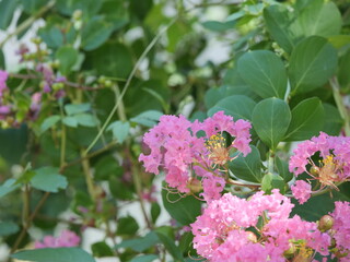 サルスベリの花