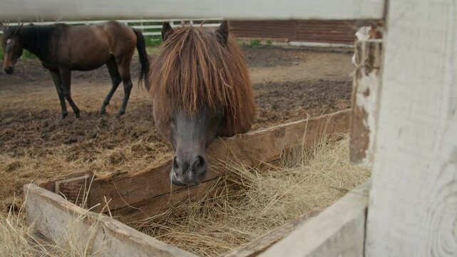 Ponny horse with rich brown coat and long forelock that covers eyes standing contentedly munching on a pile of fresh straw in stable while young stallion stomping around in background