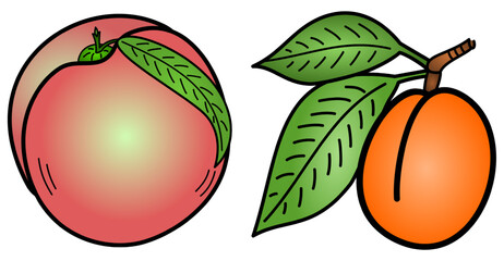 Two colorful icons - a peach and an apricot with leaves