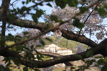 『錦帯橋と桜』山口県岩国 サクラ #日本観光　Kintai Bridge 　