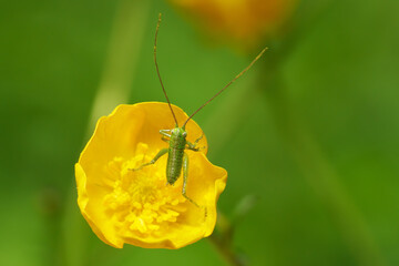 Tettigonia Heupferd Nymphe steht aufrecht in einer gelben Hahnenfuß Blüte - Baden-Württemberg, Deutschland 