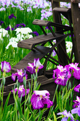 佐原あやめパークの水車とあやめ