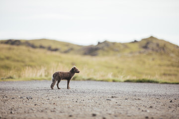A wild fox in the summertime in Iceland.
