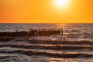 Evening landscape of the Baltic Sea. Silhouettes of seagulls sitting on an old wooden breakwater, surf waves and the sun in the orange sky are visible. Background.