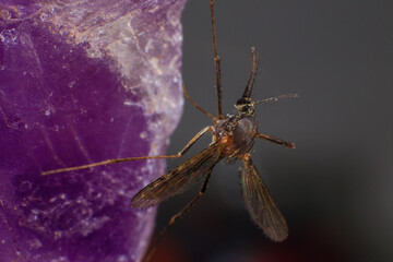 Mosquito on a purple crystal rock, closeup of photo
