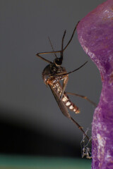 Mosquito on a purple crystal rock, closeup of photo
