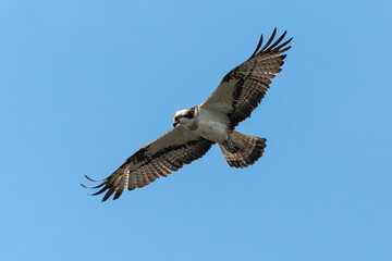 Balbuzard pêcheur, Pandion haliaetus, Western Osprey