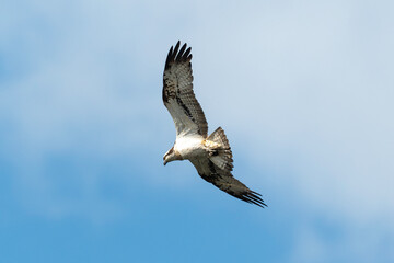 Balbuzard pêcheur, Pandion haliaetus, Western Osprey