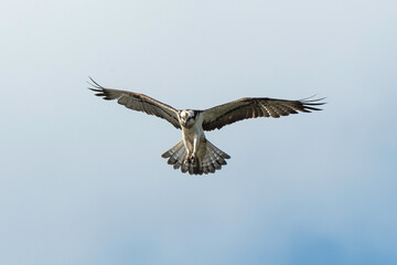 Balbuzard pêcheur, Pandion haliaetus, Western Osprey