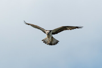Balbuzard pêcheur, Pandion haliaetus, Western Osprey