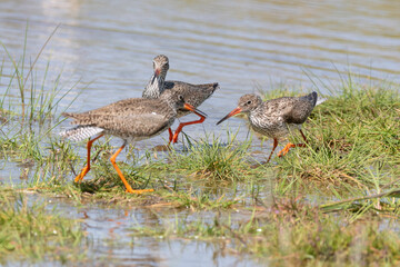 Chevalier gambette,.Tringa totanus, Common Redshank