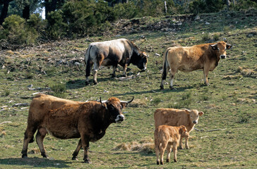 Vache, race Aubrac, Aubrac, Lozère, France