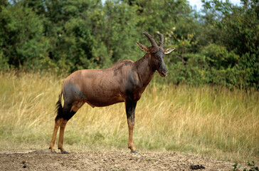 Damalisque, Damaliscus korrigum, Kenya,. Afrique
