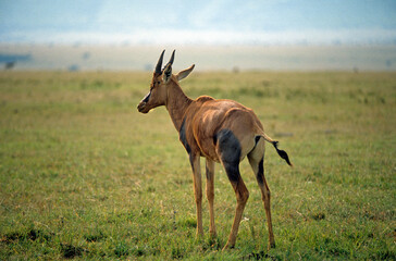 Damalisque, Damaliscus korrigum, Kenya,. Afrique