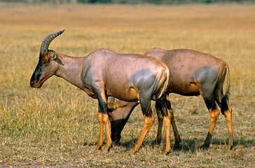Damalisque, Damaliscus korrigum, Kenya,. Afrique